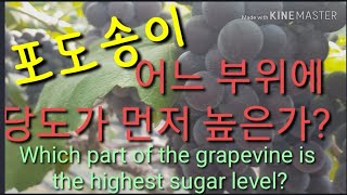 포도송이는 어느 부위에 당도가  높은가?  Which part of the grapevine is the h…