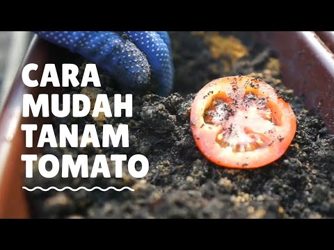 , title : 'Cara tanam Tomato paling mudah'