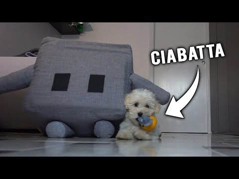 IL MIO CANE SI MANGIA CIABATTA