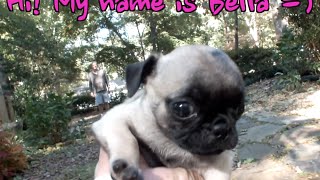 CUTEST BABY PUG YOU WILL EVER SEE