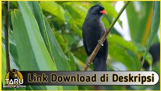 Download lagu Suara Masteran Burung Poksay Hitam mp3