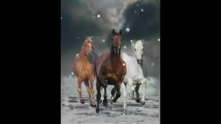 Bronco como animal ❤🐎