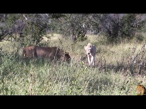 Famous Casper The White Lion When He Was Three Years Old