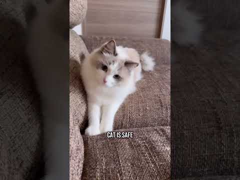 Why Do Cats Cover Their Food? 🐾