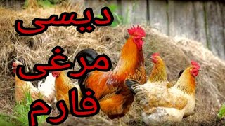 preview picture of video 'Rural poultry Farm. دیسی ککڑیاں'
