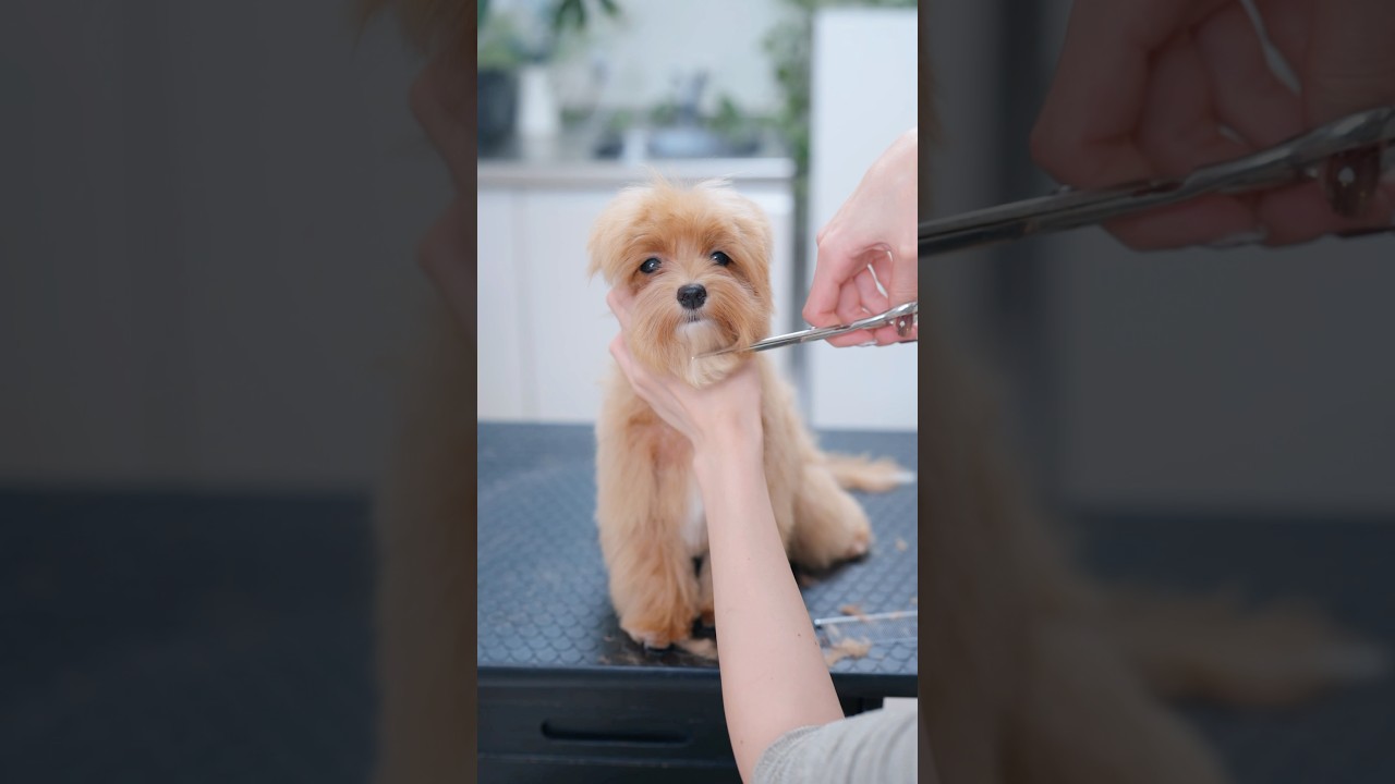 伸び切った毛をバッサリカットしたら・・・