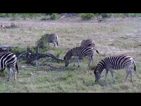 Djuma: Zebras and Wildebeests - 15:08 - 10/29/2022