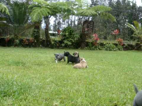 Shaolin Kennels- akane x weapon- pups at 6 weeks