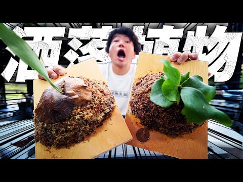 クワガタシダ 植物