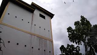 Download lagu Swallow Sound🔴Berbagi Suara Panggil Gratis Responya Luar Biasa🔴Sp.V77 mp3