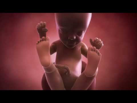 Your baby at 25 weeks | Week-by-week pregnancy | MadeForMums