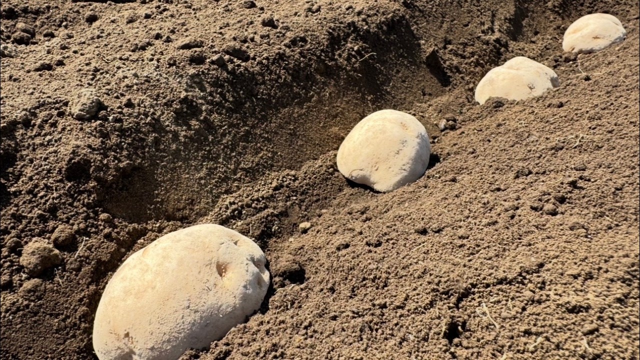 じゃがいも植え付けと春野菜の収穫　26/3/17