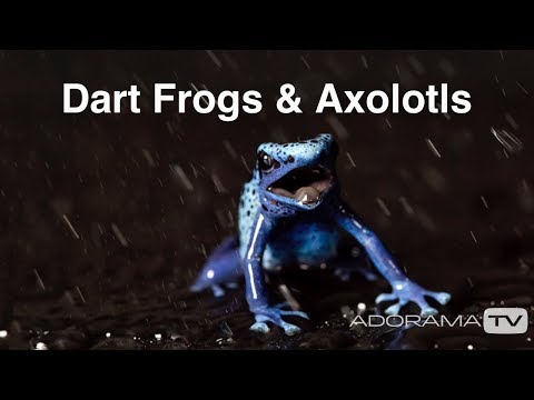 Photographing Dart Frogs & Axolotls: The reDefine Show - Animal Edition! with Tamara Lackey