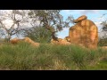 Disney World Animal Kingdom Kilimanjaro Safari Lions