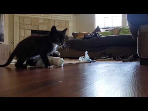 Funny Kitten vs Teddy Bear