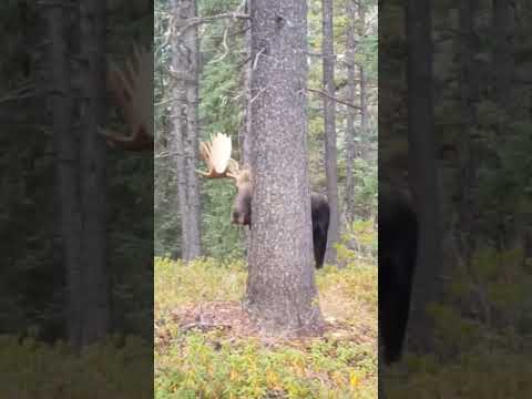 CRAZY bull moose sounds up CLOSE!!! #hunting #moose #nature #WILDlife