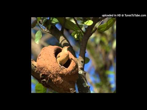 Today's Tango Is... Pedro Laurenz - Como El Hornero 14-01-1944