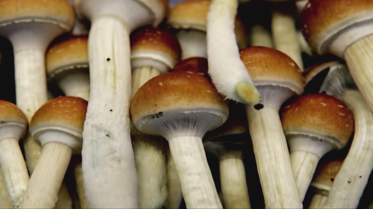 Psilocybin advocate defends therapeutic use of hallucinogen