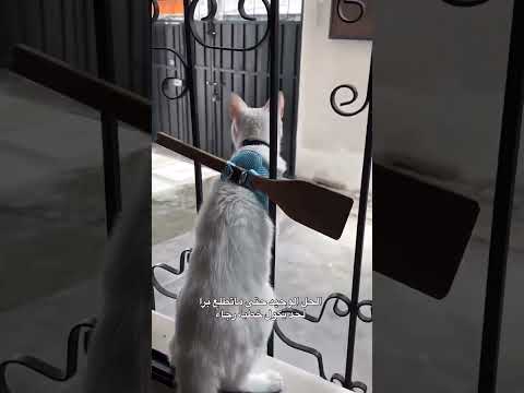 الحل الوحيد حته متطلع بره اببزون 🤣#shorts #اكسبلور #فيديو #ترند #لايك #ضحك