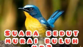 Download lagu Suara murai buluh denak mp5 mp3