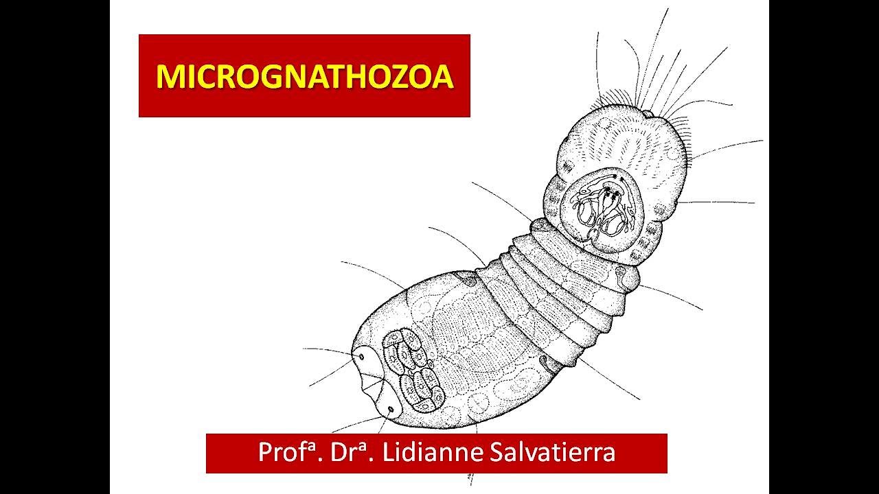 Filo Micrognathozoa - Zoologia de Invertebrados