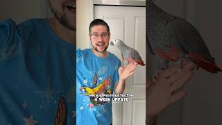Red Factor African Grey 4 Week Training Update