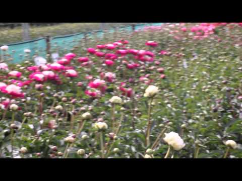 download lagu mp3 mp4 Ivory Peonies, download lagu Ivory Peonies gratis, unduh video klip Ivory Peonies