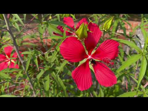 Virtual Plant Petting Zoo: Hibiscus coccineus - Scarlet Rose Mallow