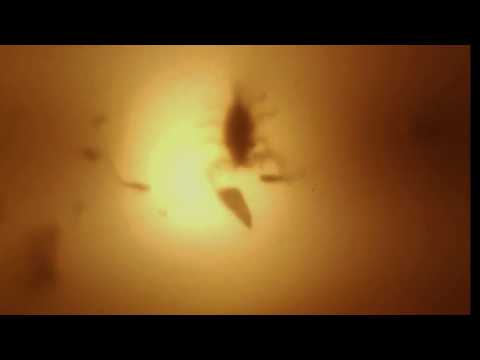 a study of dreams - Vile [MUSIC VIDEO]