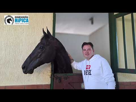 Visitamos la caballeriza de El De Froix, ganador del Clásico Fuerza Armada / #LARINCONADA 8-7-2024