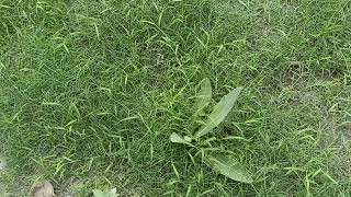 Grass দুর্বাঘাস