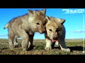 Robotic Wolf Hangs Out With Wolf Cubs At Den Hoppers