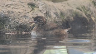11月19日【びわ湖放送ニュース】滋賀県の鳥「カイツブリ」琵琶湖博物館で初の人口育雛に成功