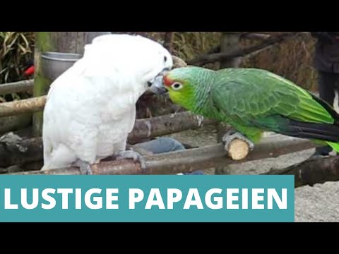 Lustige Papageien Compilation - Zum Totlachen