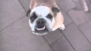 The DeadHeads - Ode To Harry (M.O.D cover)