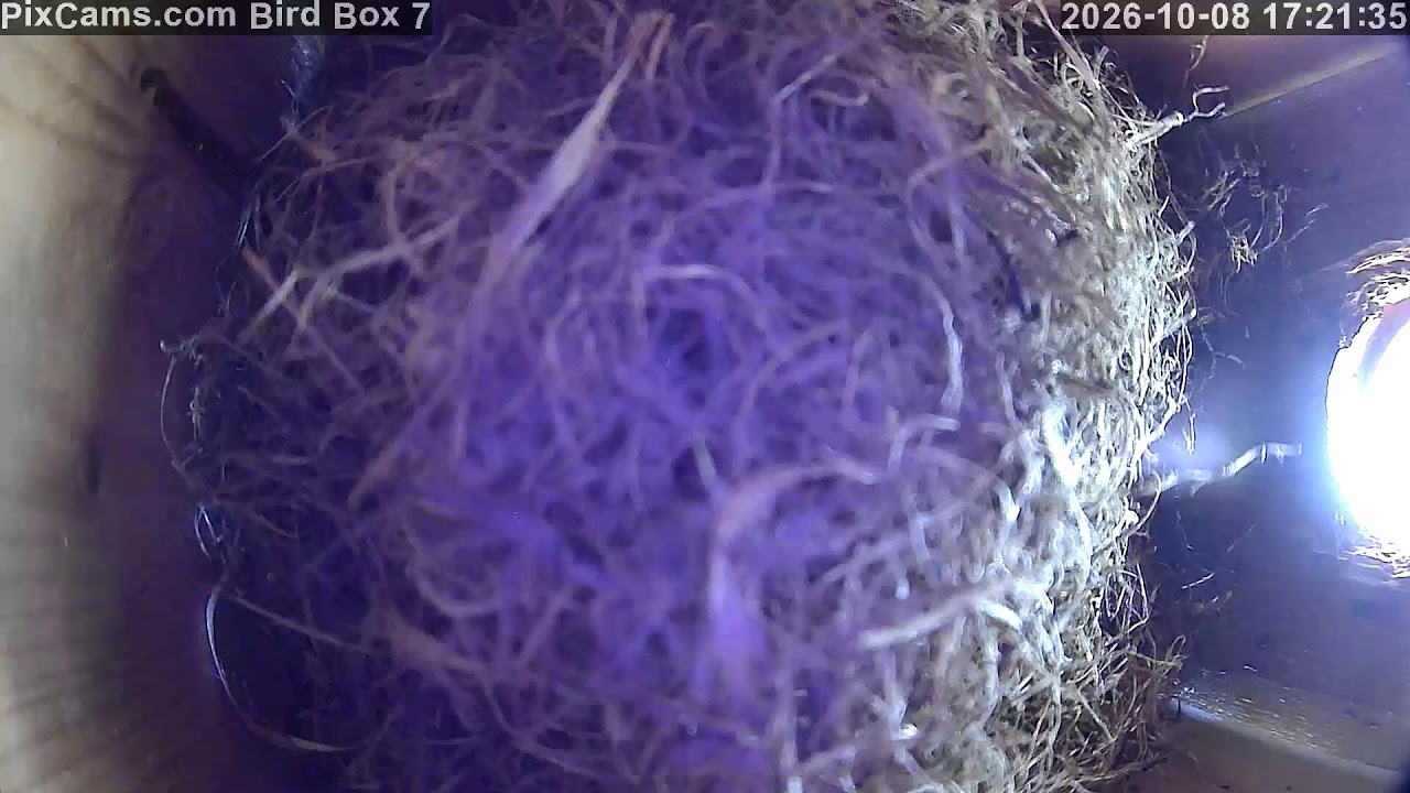 Live webcam view of Bluebird Box 7 Interior Cam
