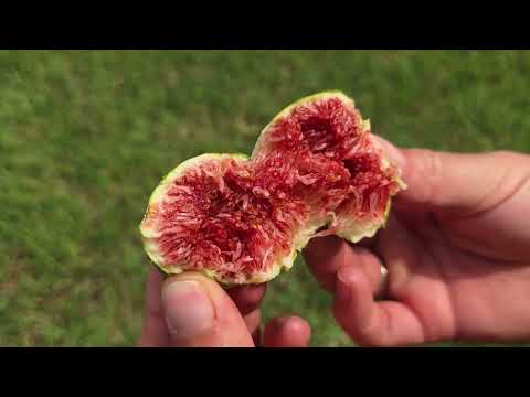 Ovo se dešava kad jedeš smokve svaki dan – 5 moćnih razloga!