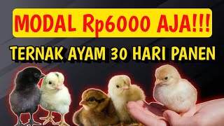 Download lagu MODAL Rp6000!!! TERNAK AYAM KAMPUNG TERMURAH 30 HARI PANEN mp3 Download lagu MODAL Rp6000!!! TERNAK AYAM KAMPUNG TERMURAH 30 HARI PANEN mp3