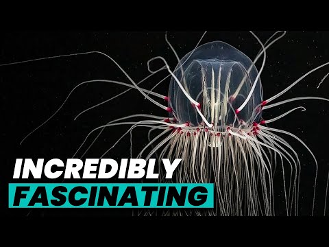 The Fascinating World Of CNIDARIANS!