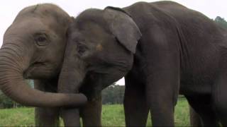 Bring The Elephant Home Heather Nova