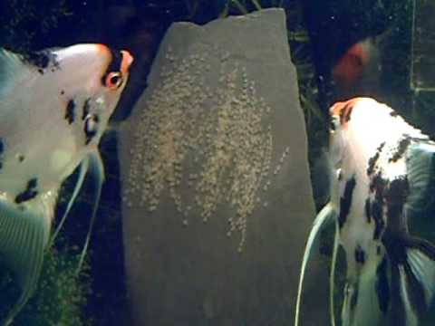 Watch Video on YouTube