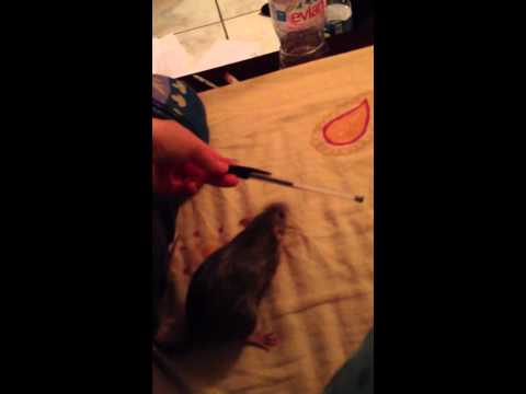 Hurricane loves english !