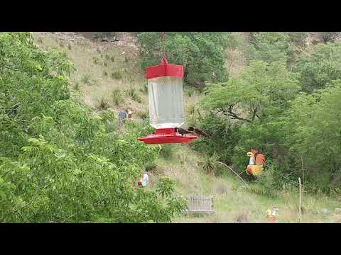 Hummingbirds at Hill Country Property