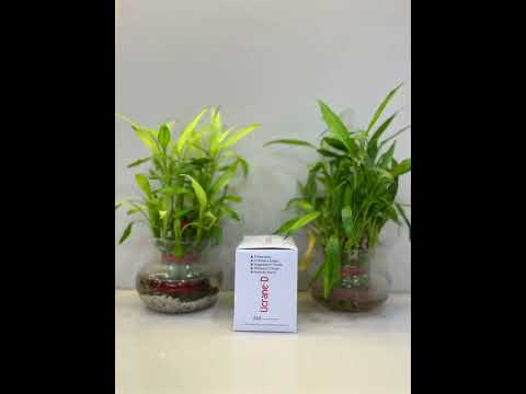 Ucrane-D, Urikind Sachet