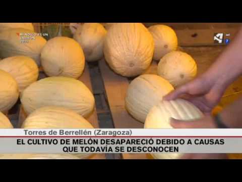 The recovery of the Torres de Berrellén Melon, in which CITA participates in Aragón in Open