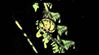 The beat of black wings &quot;Apart&quot; (&quot;Humility&quot;)