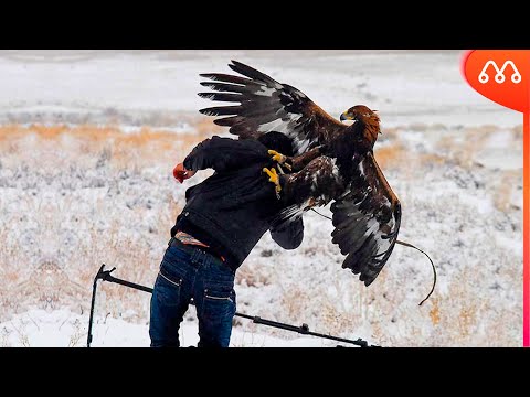 WENN ADLER MENSCHEN ANGRIFFEN