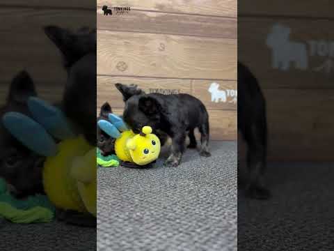Video 2