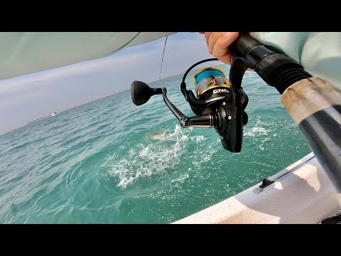GIANT COBIA OFF THE BEACH in TINY BOAT! OUTER BANKS Catch and Cook