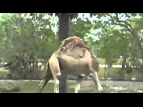 AT-AT z Gwiezdnych wojen